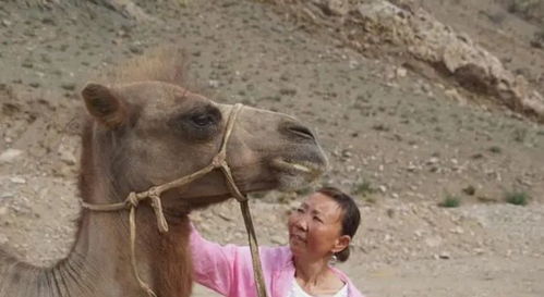 蒙古马被卖后独自跋涉300里跑回家
